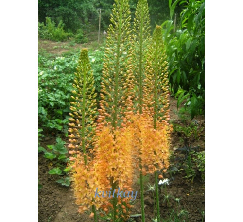 Еремурус  Піноккіо (Eremurus Pinokkio), насіння